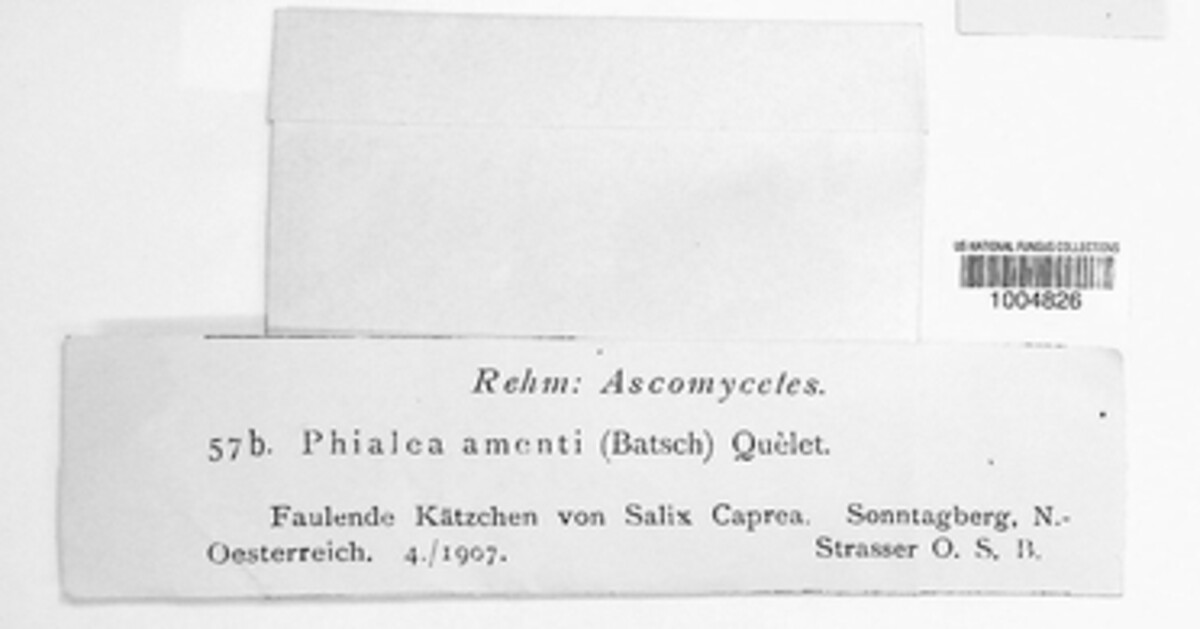 Cyathicula amenti image